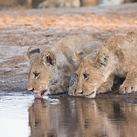 Buy canvas prints of Lion Cubs drinking by Catja Schonlau