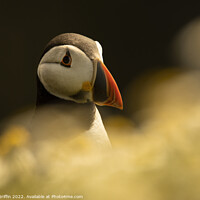Buy canvas prints of Puffin Portrait by Ben Griffin