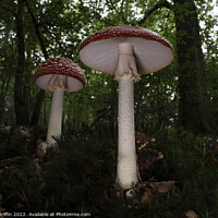 Buy canvas prints of Giant Toadstools by Ben Griffin