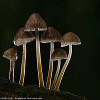 Buy canvas prints of Fantastic Fungi by Ben Griffin