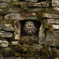 Buy canvas prints of Owl in the Wall by Ben Griffin