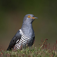 Buy canvas prints of An Inquisitive Cuckoo by Ben Griffin