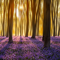 Buy canvas prints of First Light on the Bluebell Carpet by Ben Griffin