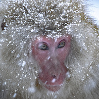 Buy canvas prints of A Snow Monkey in a Snowstorm by Ben Griffin