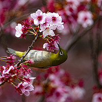 Buy canvas prints of A Japanese White-Eye in Cherry Blossom by Ben Griffin