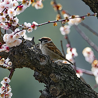 Buy canvas prints of A Tree Sparrow in Plum Blossom by Ben Griffin