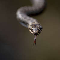 Buy canvas prints of The Super Rare Smooth Snake by Ben Griffin