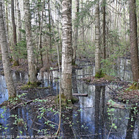 Buy canvas prints of Flooded Forest by Juha Agren