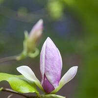 Buy canvas prints of Magnolia in bloom by Amanda Hart