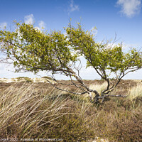 Buy canvas prints of Windswept tree in a sand dune, south coast of England by Amanda Hart