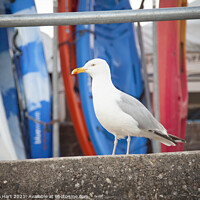 Buy canvas prints of Seagull surveys activity in the harbour by Amanda Hart