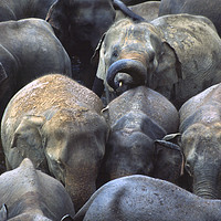Buy canvas prints of Elephant Crowd by Amanda Hart