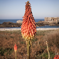 Buy canvas prints of Red Hot Poker near Fort Les Hommeaux Florains  by Amanda Hart