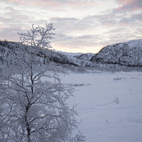 Buy canvas prints of Frozen tree in Norway by Amanda Hart