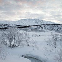 Buy canvas prints of Frozen trees in Norway by Amanda Hart