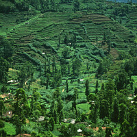 Buy canvas prints of Terraced landscape in the hills of Sri Lanka by Amanda Hart