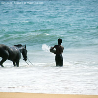 Buy canvas prints of Cooling off at the end of the day, Sri Lanka  by Amanda Hart