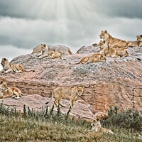 Buy canvas prints of The Pride Hang Out. A group of Lions on There rock by simon cowan