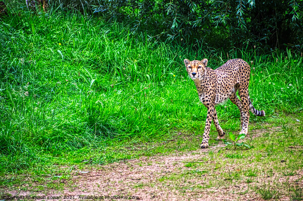 cheetah having a walk Picture Board by simon cowan