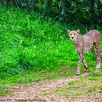 Buy canvas prints of cheetah having a walk by simon cowan