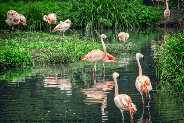 flamingo @ Washington Wetland centre Picture Board by simon cowan