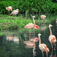 Buy canvas prints of flamingo @ Washington Wetland centre by simon cowan