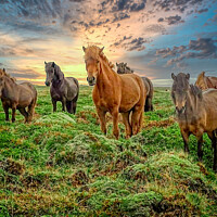 Buy canvas prints of wild horses by simon cowan