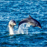 Buy canvas prints of Dolphins jumping by simon cowan