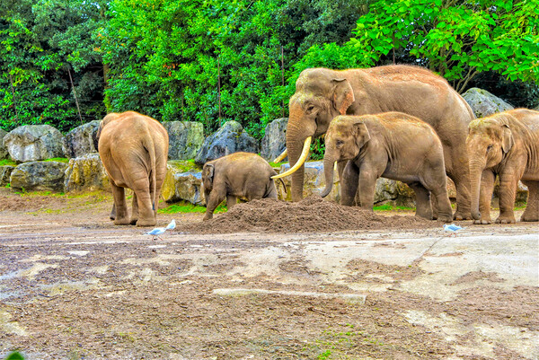 A family of elephants having a walk out Picture Board by simon cowan