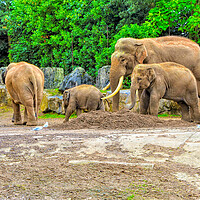 Buy canvas prints of A family of elephants having a walk out by simon cowan