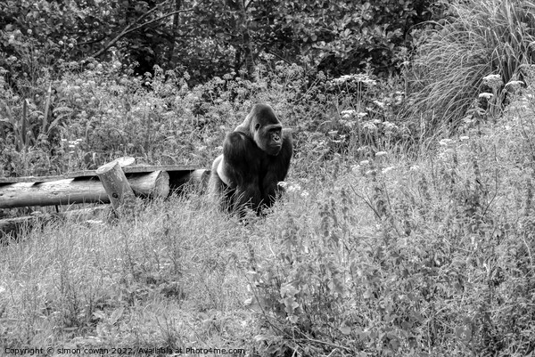 Black & white Gorilla  Picture Board by simon cowan