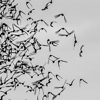 Buy canvas prints of Bats in Flight by Marc Jones