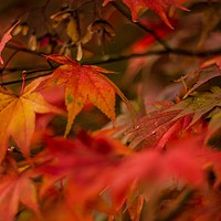 Buy canvas prints of Autumn Red by Marc Jones