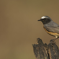 Buy canvas prints of Redstart on Pastel backdrop by Ewan Jones