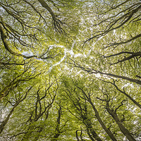 Buy canvas prints of The Beech Tree Canopy at Three Combes Foot, Exmoor by Shaun Davey