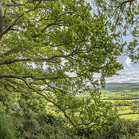 Buy canvas prints of View from beneath a spreading oak, Selworthy Woods by Shaun Davey