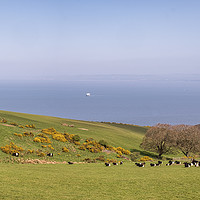 Buy canvas prints of Cattle Grazing on the Edge, Exmoor  by Shaun Davey