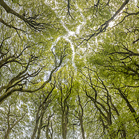 Buy canvas prints of The Beech Tree Canopy at Three Combes Foot, Exmoor by Shaun Davey