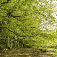 Buy canvas prints of Spreading Beech Trees, Wootton Common, Exmoor by Shaun Davey