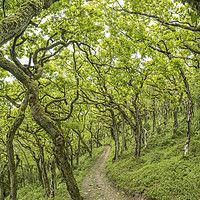 Buy canvas prints of The twisted oaks of Horner Wood, Exmoor by Shaun Davey