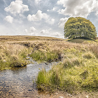 Buy canvas prints of A Sunny Day at Three Combes Foot, Exmoor by Shaun Davey