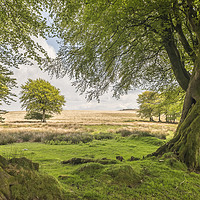 Buy canvas prints of Tree-framed view from Larkbarrow, Exmoor by Shaun Davey