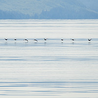 Buy canvas prints of Low flying ducks, Alaska by Shaun Davey