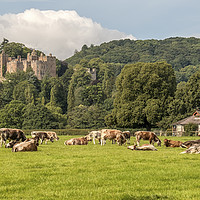Buy canvas prints of English Longhorn Cattle, Dunster Castle by Shaun Davey