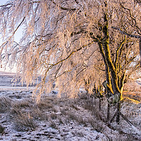 Buy canvas prints of Ice encrusted trees in the setting sun by Shaun Davey