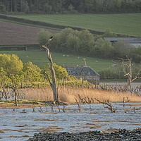 Buy canvas prints of Evening Spring Tide on Porlock Marsh, Exmoor by Shaun Davey