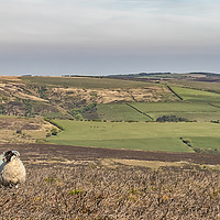 Buy canvas prints of Sheep on Dunkery, Exmoor by Shaun Davey