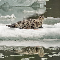 Buy canvas prints of Harbour Seal, Le Conte Bay, Alaska by Shaun Davey