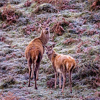 Buy canvas prints of Red Deer - Exmoor by Shaun Davey