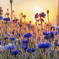 Buy canvas prints of Cornflowers in the setting sun by Shaun Davey